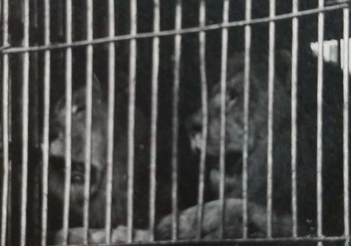 Circus BIG CAT LIONS IN CAGED WAGON Vintage Photo | eBay