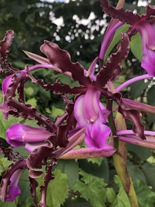 Laelia schultzei