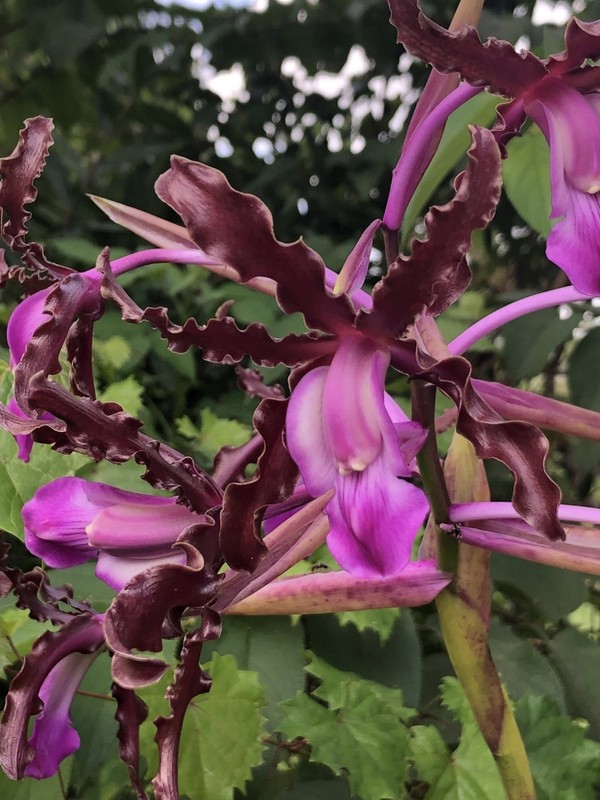 Laelia schultzei