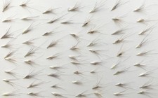 63 pc natural pressed grass for greeting cards mixed art/crafts candles resin US