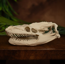 Python Skull Replica XL Life-Size 150mm | Fixed Jaw | Museum-Quality Display