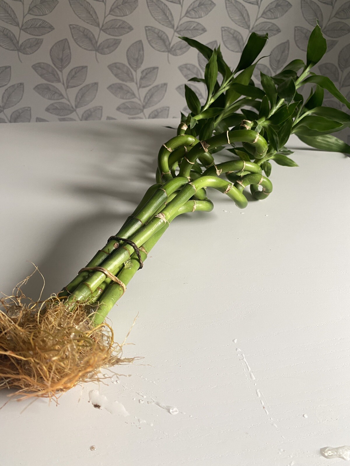 Unique Bamboo Spiral Stalk Live Plant For Terrariums, Vivariums, Home, & Garden!