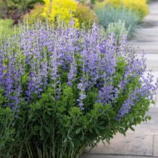 blue false (wild) indigo (Baptisia australis)&mdash;100 seeds ($3.50)