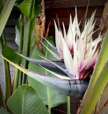 Strelitzia Nicolai  The Giant White Bird of Paradise x8 seeds