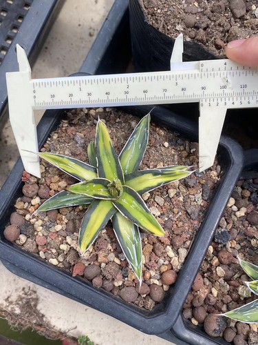 Agave Sun King victoriae-reginae var Golden color Rare and beautiful 5-8cm - Picture 4 of 6
