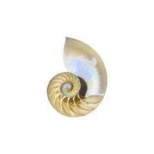 Chambered Nautilus (Cut & Polished)
