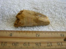 Dinosaur fossil tooth Spinosaurus Cretaceous Era bigger 2 inch long CS74