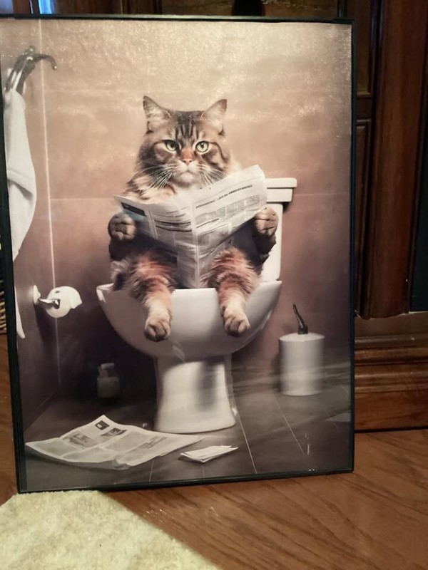 Framed 12x16 Tabby cat reading newspaper in the bathroom