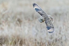 Short-eared Owl Hunting in Winter Ken Archer Fine Art Print Bird Wildlife 18x26