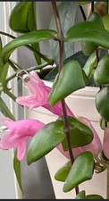 plant cuttings indoor houseplants