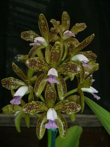 Laelia Orchids | eBay