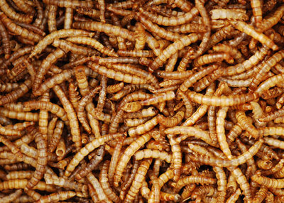 Getrockneter Mehlwurm - High Energy Wildvogelfutter - 100g 250g 500g 1kg 2kg