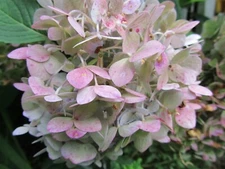2 Fresh Cuttings  Endless Summer - Hydrangea Reblooming Blue, Purple Pink Green