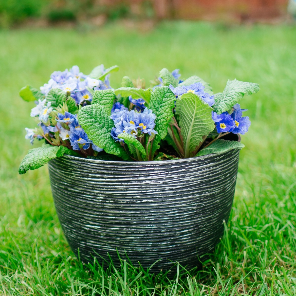 Big Round Flowers Plant