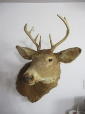 Whitetail Deer Head 8 Point Antlers Taxidermy Shoulder Mount Wildlife Hunting