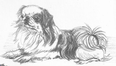 Japanese Spaniel / Chin - CUSTOM MATTED - 1962 Vintage Dog Art Print - G. Cook