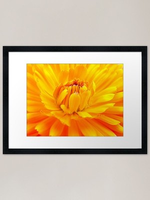 Orange Petal Bevy Gerahmter Kunstdruck Gerahmtes Wandbild Poster Leinwanddruck Bild