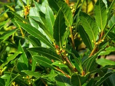 Laurus nobilis / Bay tree  Cooking Bay Leaf Tree