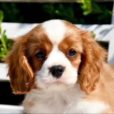 Wanted Wanted King Charles Cavalier Puppy Dogs Puppies Gumtree Australia Frankston Area Frankston 1252062626