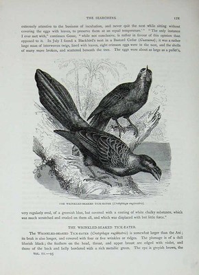 Old Antique Print Cassell'S Birds C1870 Wrinkled-Beaked Tick-Eater Bird 19th