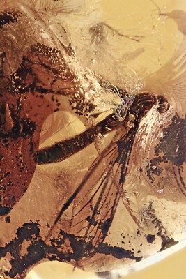 Huge Spread Wings CRANE FLY Tipula Fossil Genuine BALTIC AMBER 4.8 + HQ P 240111
