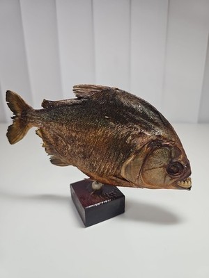 Vintage Piranha Fish Taxidermy on Wooden Base Great Condition Bin Shelf