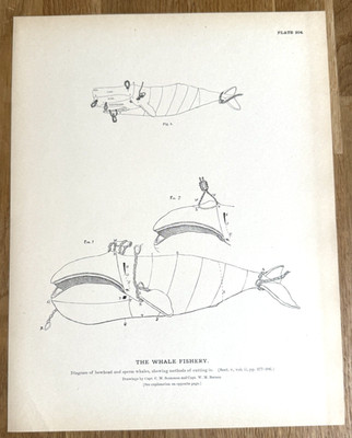 Cutting Diagram of Bowhead & Sperm Whales 1887 Antique Whaling Print