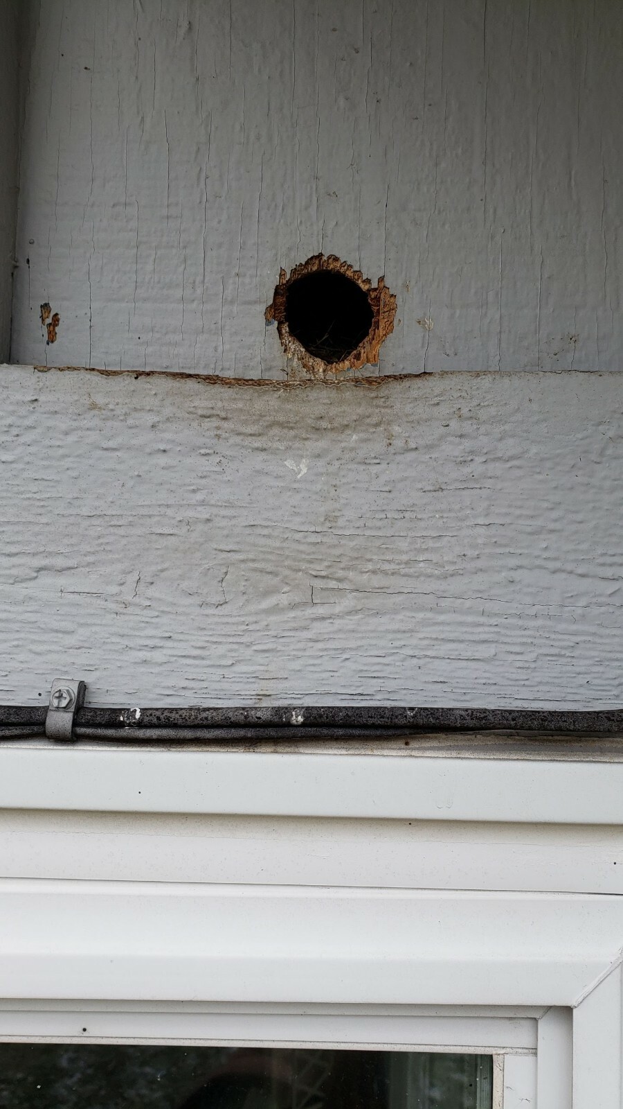 Woodpecker Deterrent Flicker Repellent Scare Woodpeckers off House