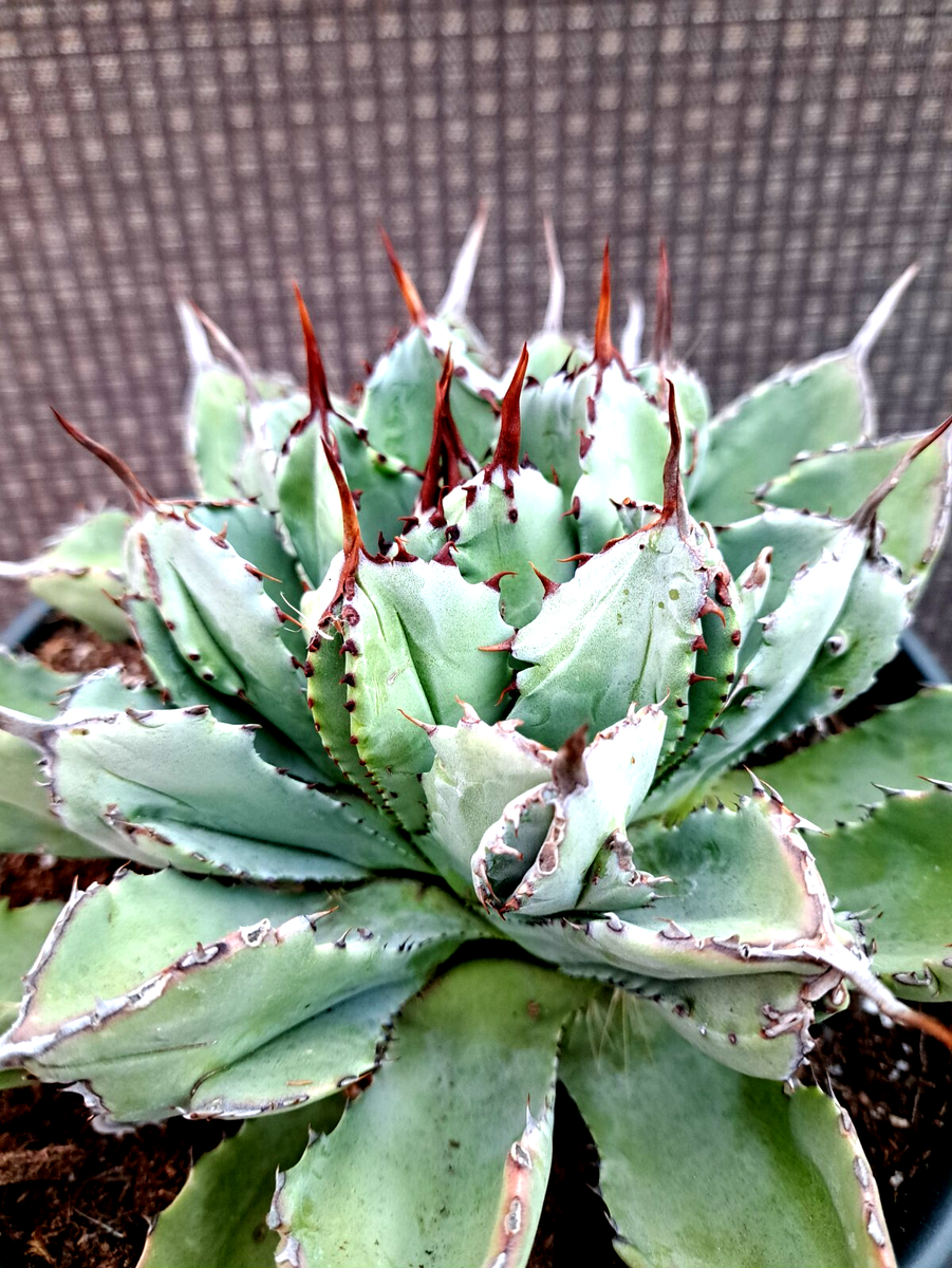 Agave Potatorum Cubic Large Plant Rare WOW | eBay