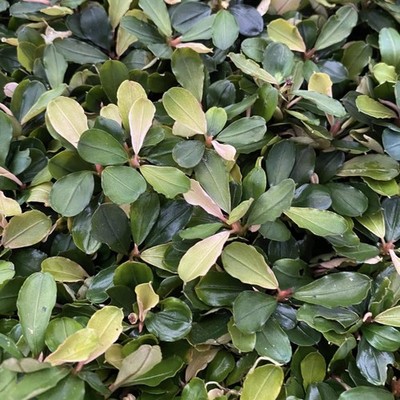 Bucephalandra Pink Malawi | eBay