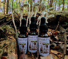 Ghost Pipe Tincture 4oz Harvested In Pennsylvania FREE Shipping