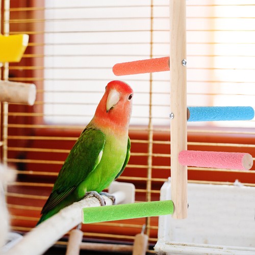 Wood Bird Perch Stand Parakeet Perch Stand Bird Cage Wooden Standing Perch New - Picture 9 of 12