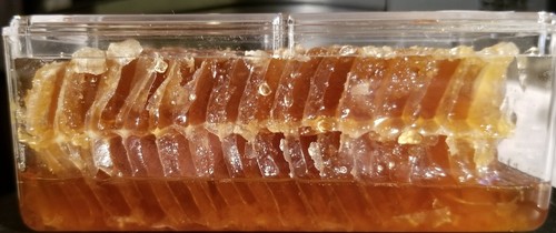 Honey: Local California 100 % Raw Orange Jasmine infused natural Chunk Comb - Picture 2 of 3