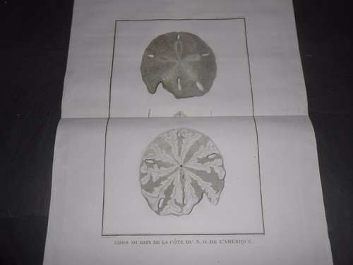 1797 MIEDZIORYT JEŻOWCE ZOOLOGICZNE 2 AMERYKA PÓŁNOCNA ATLAS DE LA PEROUSE