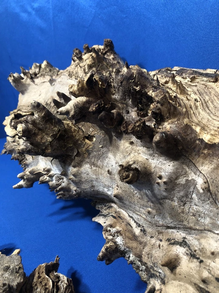 Planta de aire suculenta para reptiles Orquídea Montajes de plantas de roble 2 piezas Foto 4 de 4