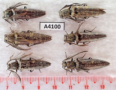 A4100. Insects, butterflies: Elateridae sp. Vietnam, Lai Chau | eBay