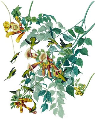 Ruby-Throated Hummingbird J Audubon Tile Mural Kitchen Backsplash Marble Ceramic