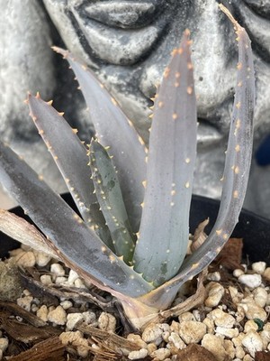 ALOE RAMOSISSIMA - rare Maiden's Quiver tree seed grown -- NICE!! | eBay