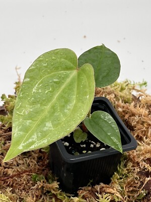 Anthurium magnificum Dark Form X Luxurians | eBay.de