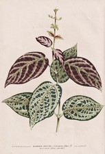 Bignonia Sud America Fiore Botanica Lemaire Litho