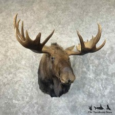 #31468 EL | Alaskan Yukon Moose Taxidermy Shoulder Mount For Sale
