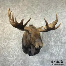 #31468 EL | Alaskan Yukon Moose Taxidermy Shoulder Mount For Sale