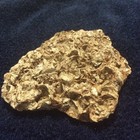 FOSSIL shell Bed Cluster ● Oyster or other bivalves ●