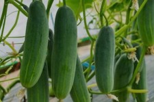 25 Straight Eight 8 Cucumber Seeds, Slicer/Pickle, Organic Fresh 2026