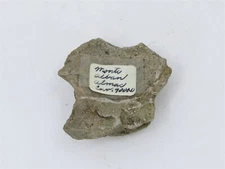 Orig. 900 AD Pre-Columbian Monte Alban Olmec Pottery Head 2-1/8" L x 2-1/8" W