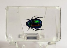 43mm Real Japanese Fruit Beetle in Lucite Multicolor Mimela Splendens Insect Bug