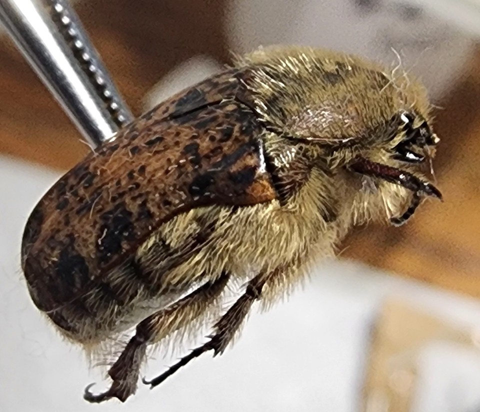 Euphoria inda Bumblebee Flower Beetle Indiana #47N Fruit Chafter Insect ...