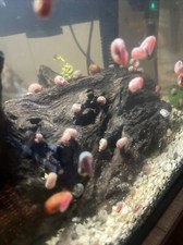 15 Ramshorn Snails - Assorted Colors  Size - Feeders or Cleaners