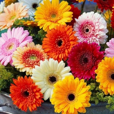 Gerbera Daisy Seeds for Planting - 300+ Mixed | eBay
