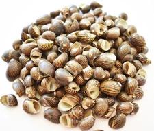 1/2 Lb (300) Small Striped Nerita Columbella Shells (3/8-1") Beach Crafts